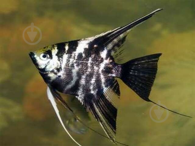 Рыбка Скалярия ассорти M - фото 5 Рыбка Скалярия ассорти M - фото 5