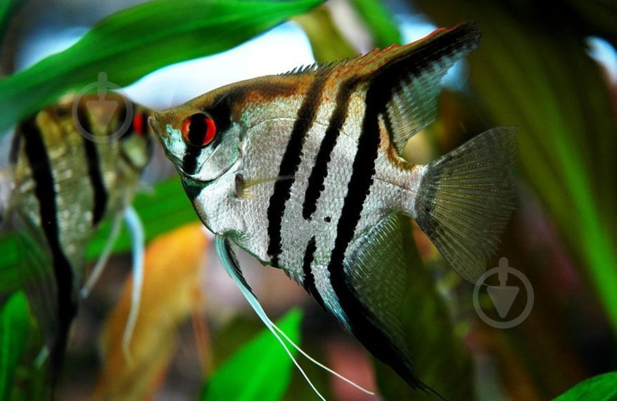 Рыбка Скалярия ассорти M - фото 12 Рыбка Скалярия ассорти M - фото 12