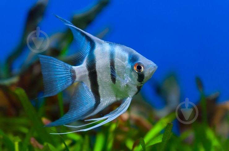 Рыбка Скалярия ассорти M - фото 15 Рыбка Скалярия ассорти M - фото 15