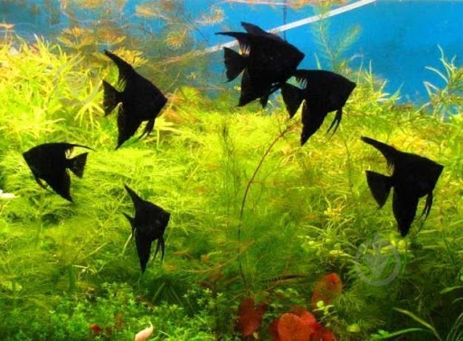 Рыбка Скалярия ассорти M - фото 10 Рыбка Скалярия ассорти M - фото 10