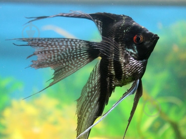 Рыбка Скалярия ассорти M - фото 4 Рыбка Скалярия ассорти M - фото 4