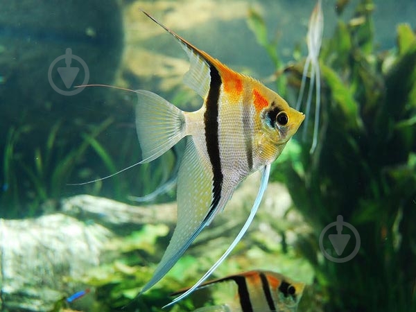 Рыбка Скалярия ассорти M - фото 8 Рыбка Скалярия ассорти M - фото 8