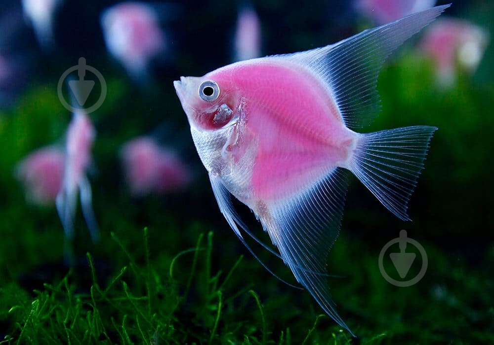 Рыбка Скалярия ассорти M - фото 16 Рыбка Скалярия ассорти M - фото 16