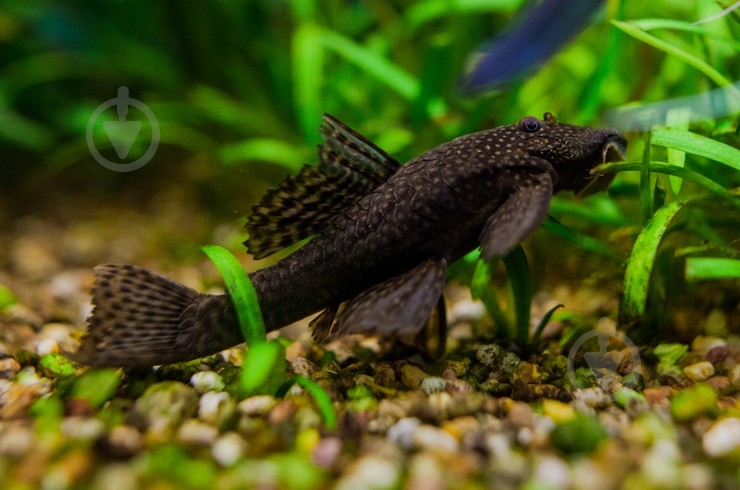 Рыбка Анциструс S - фото 6