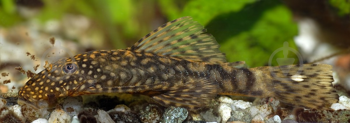 Рыбка Анциструс S - фото 7