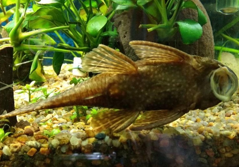 Рыбка Анциструс S - фото 8