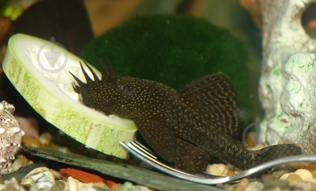 Рыбка Анциструс S - фото 3