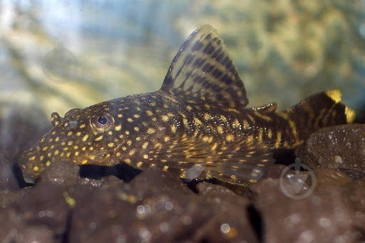 Рыбка Анциструс S - фото 5