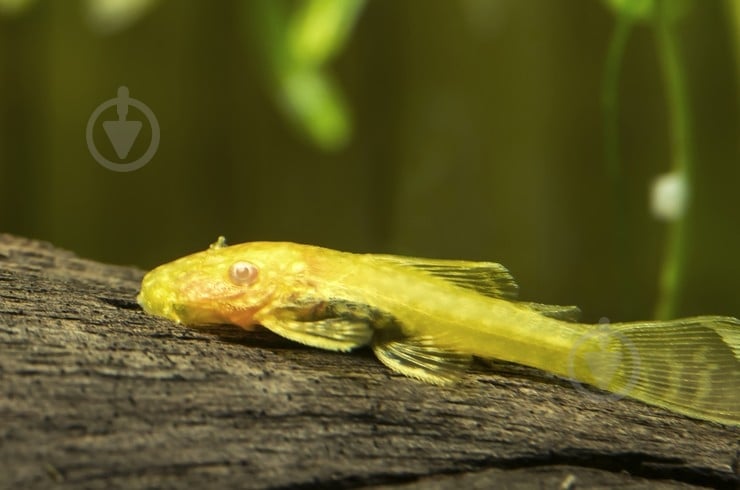 Рыбка Анциструс вуалевый S - фото 1