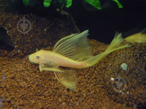 Рыбка Анциструс вуалевый S - фото 2