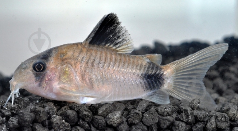 Рыбка Сомик панда S - фото 11 Рыбка Сомик панда S - фото 11