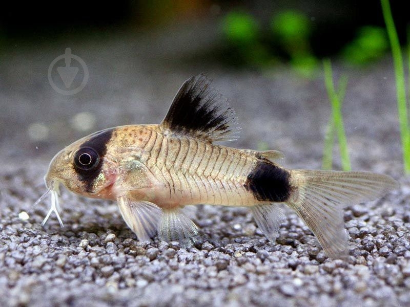 Рыбка Сомик панда S - фото 4 Рыбка Сомик панда S - фото 4