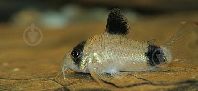 Рыбка Сомик панда S - фото 6 Рыбка Сомик панда S - фото 6