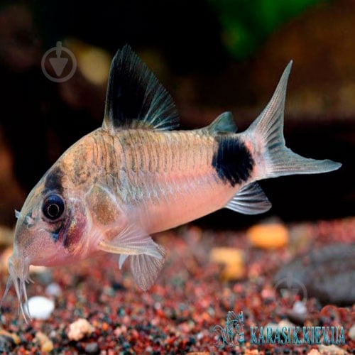 Рыбка Сомик панда S - фото 7 Рыбка Сомик панда S - фото 7