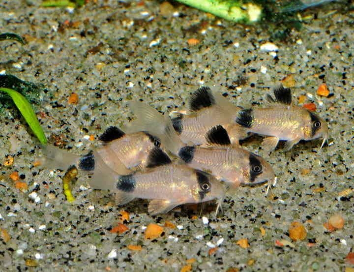 Рыбка Сомик панда S - фото 15 Рыбка Сомик панда S - фото 15