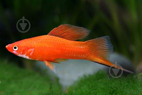 Рыбка Меченосец ассорти M - фото 8