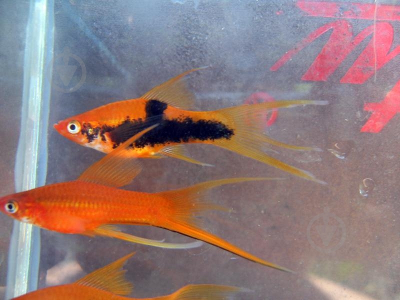 Рыбка Меченосец ассорти M - фото 16