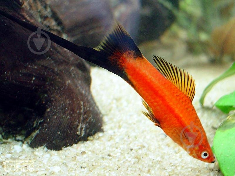 Рыбка Меченосец ассорти M - фото 15