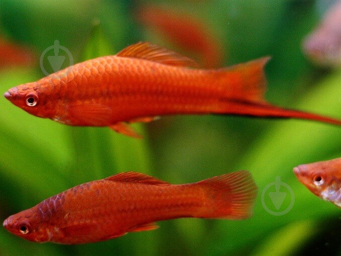 Рыбка Меченосец ассорти M - фото 1