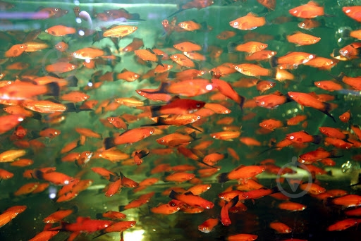 Рыбка Меченосец ассорти M - фото 2