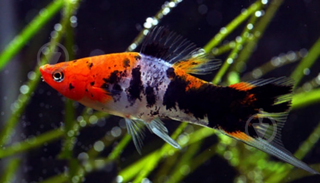 Рыбка Меченосец ассорти M - фото 17