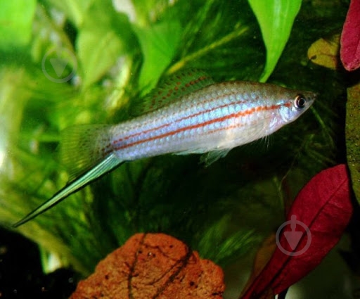 Рыбка Меченосец ассорти M - фото 5