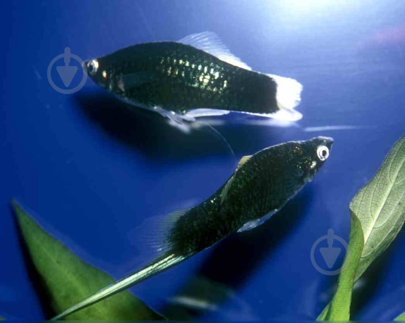 Рыбка Меченосец ассорти M - фото 3