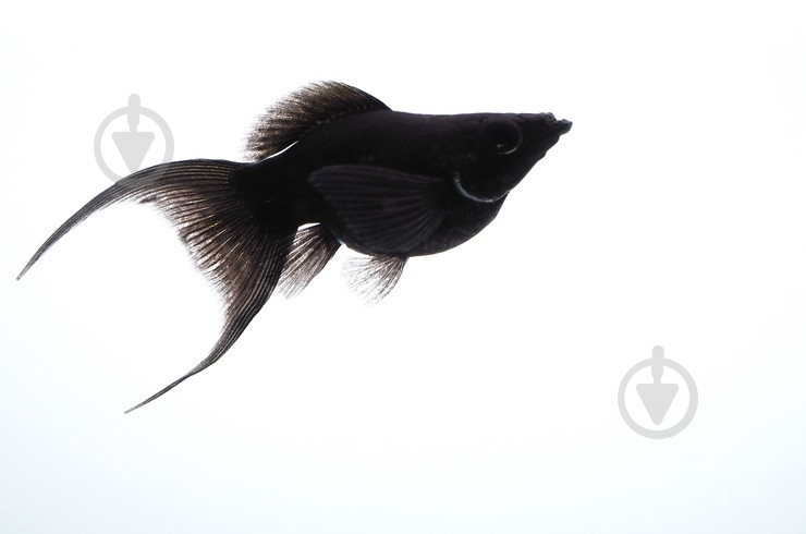 Рыбка Молли черная M - фото 9 Рыбка Молли черная M - фото 9