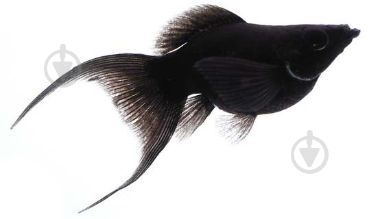 Рыбка Молли черная M - фото 5 Рыбка Молли черная M - фото 5