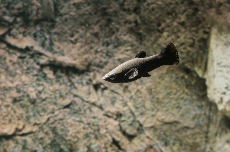 Рыбка Молли черная M - фото 12 Рыбка Молли черная M - фото 12