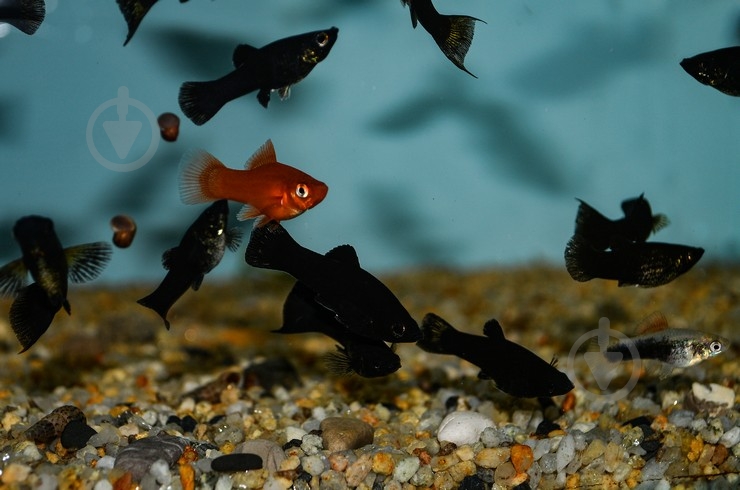 Рыбка Молли черная M - фото 8 Рыбка Молли черная M - фото 8