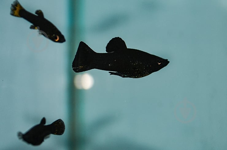 Рыбка Молли черная M - фото 4 Рыбка Молли черная M - фото 4