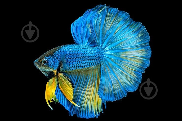 Рыбка Петушок Betta splendens halfmoon самцы L - фото 1