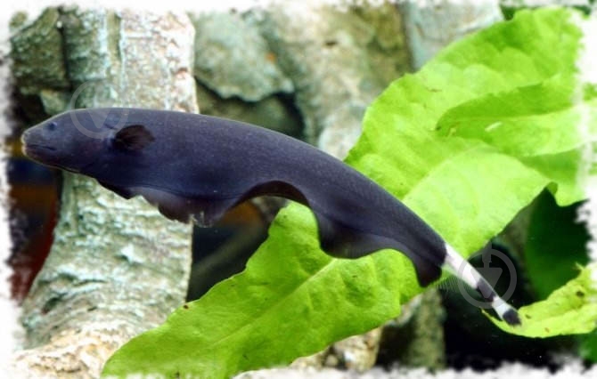 Рыбка Аптеронот черный M - фото 3 Рыбка Аптеронот черный M - фото 3