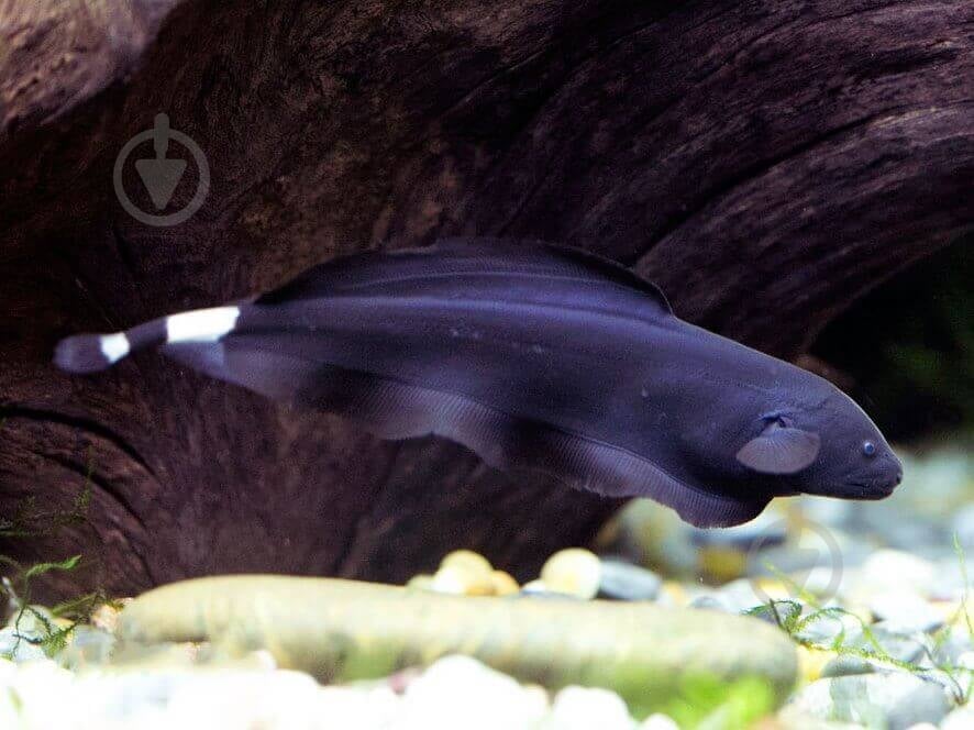 Рыбка Аптеронот черный M - фото 8 Рыбка Аптеронот черный M - фото 8