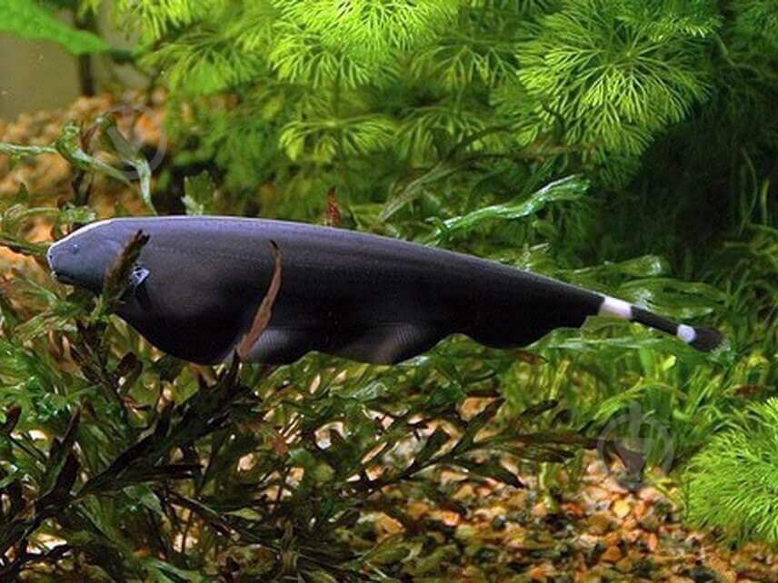 Рыбка Аптеронот черный M - фото 1 Рыбка Аптеронот черный M - фото 1