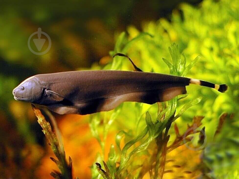 Рыбка Аптеронот черный M - фото 4 Рыбка Аптеронот черный M - фото 4