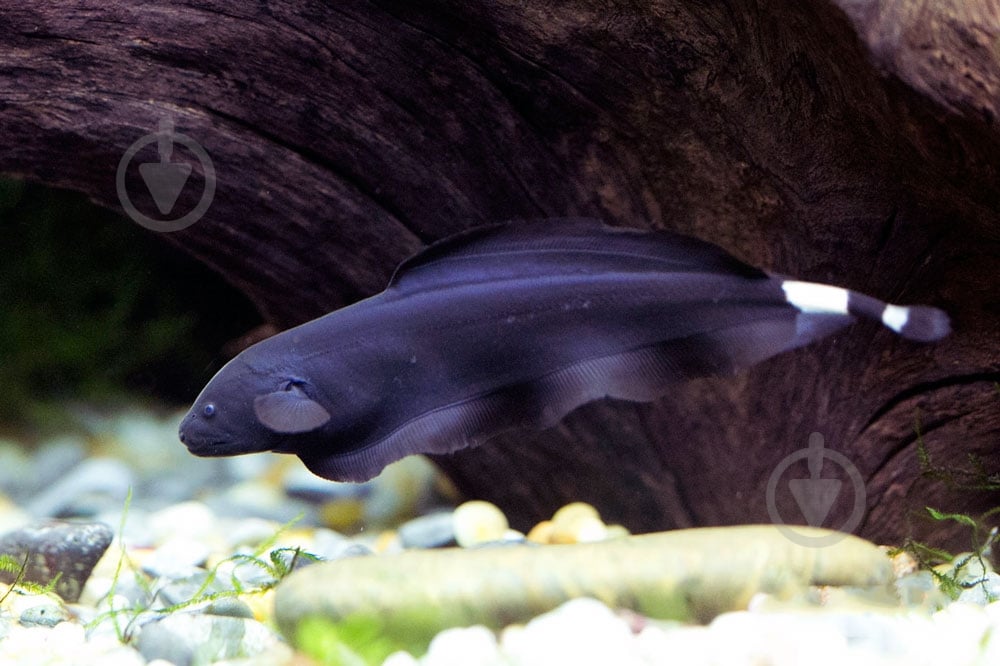 Рыбка Аптеронот черный M - фото 2 Рыбка Аптеронот черный M - фото 2