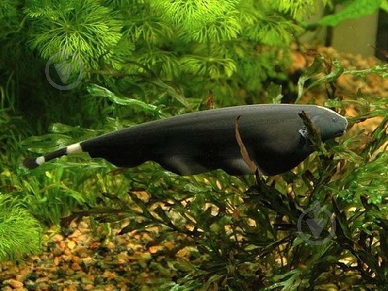 Рыбка Аптеронот черный M - фото 5 Рыбка Аптеронот черный M - фото 5