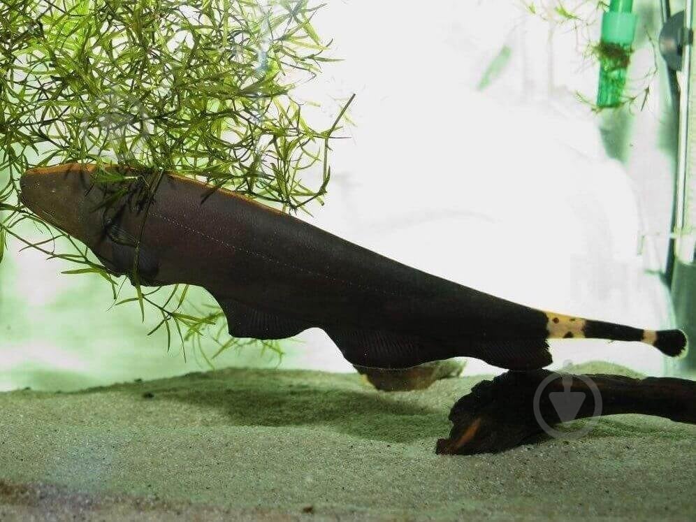 Рыбка Аптеронот черный M - фото 6 Рыбка Аптеронот черный M - фото 6