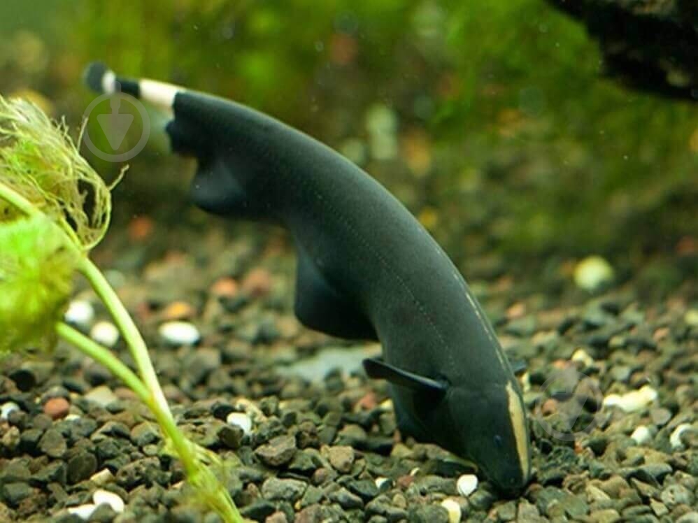 Рыбка Аптеронот черный M - фото 7 Рыбка Аптеронот черный M - фото 7