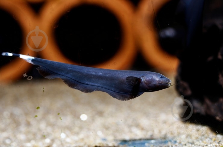 Рыбка Аптеронот черный M - фото 9 Рыбка Аптеронот черный M - фото 9