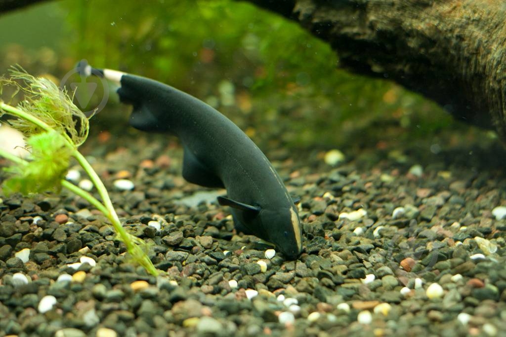 Рыбка Аптеронот черный M - фото 10 Рыбка Аптеронот черный M - фото 10