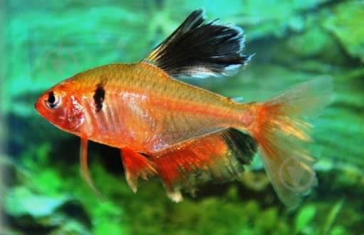 Рыбка Орнатус красный S - фото 2 Рыбка Орнатус красный S - фото 2