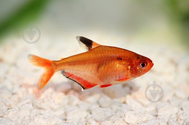 Рыбка Орнатус красный S - фото 8 Рыбка Орнатус красный S - фото 8
