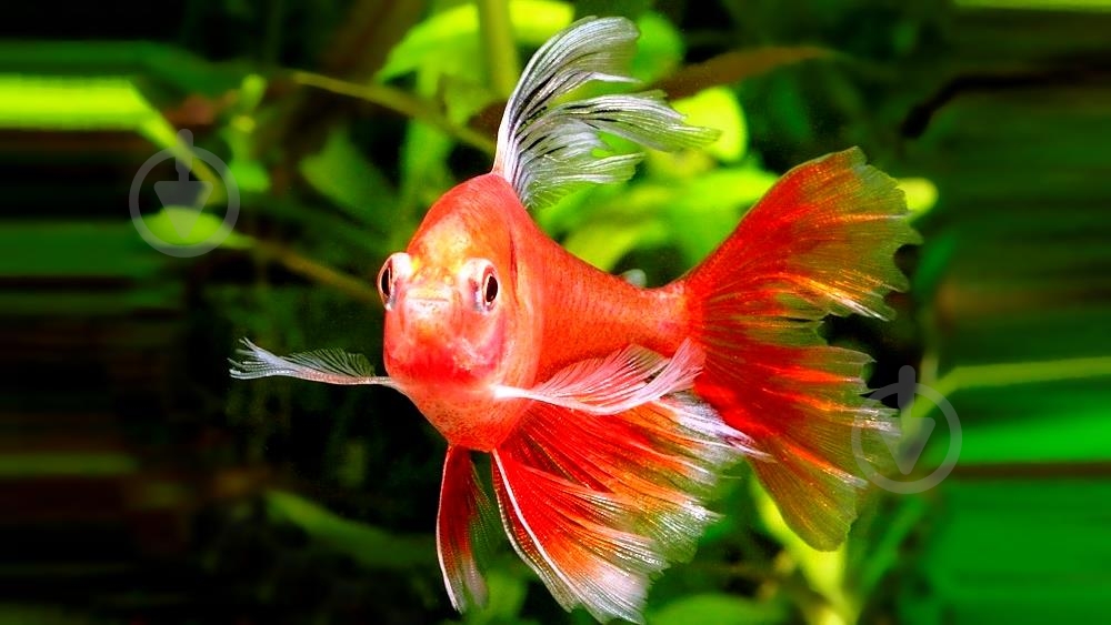 Рыбка Орнатус красный S - фото 5 Рыбка Орнатус красный S - фото 5