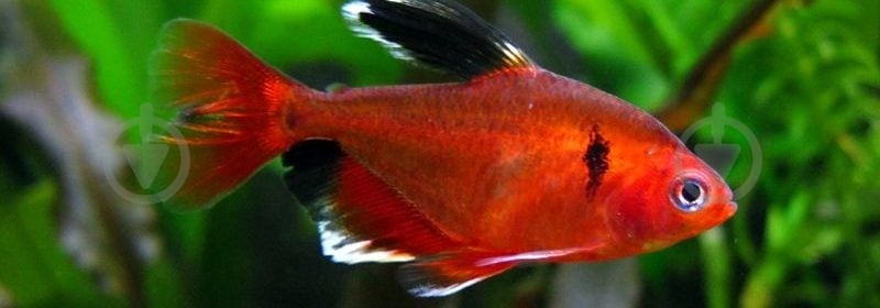 Рыбка Орнатус красный S - фото 6 Рыбка Орнатус красный S - фото 6