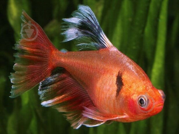 Рыбка Орнатус красный S - фото 3 Рыбка Орнатус красный S - фото 3