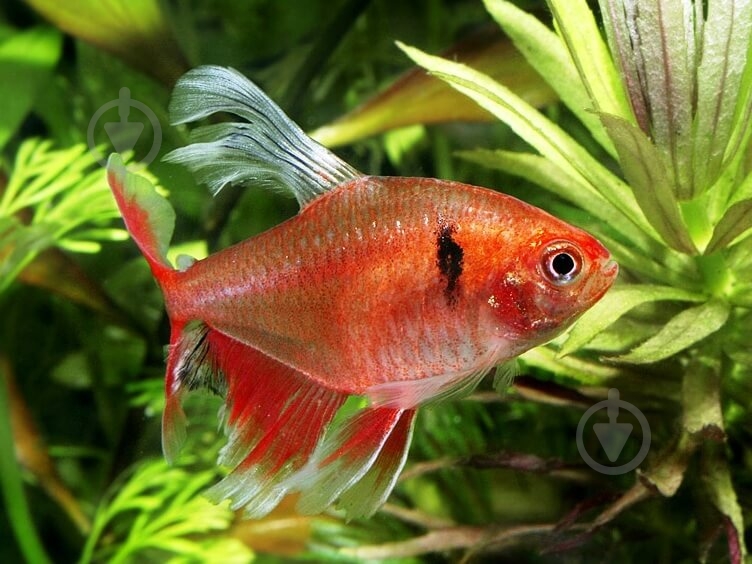 Рыбка Орнатус красный S - фото 7 Рыбка Орнатус красный S - фото 7