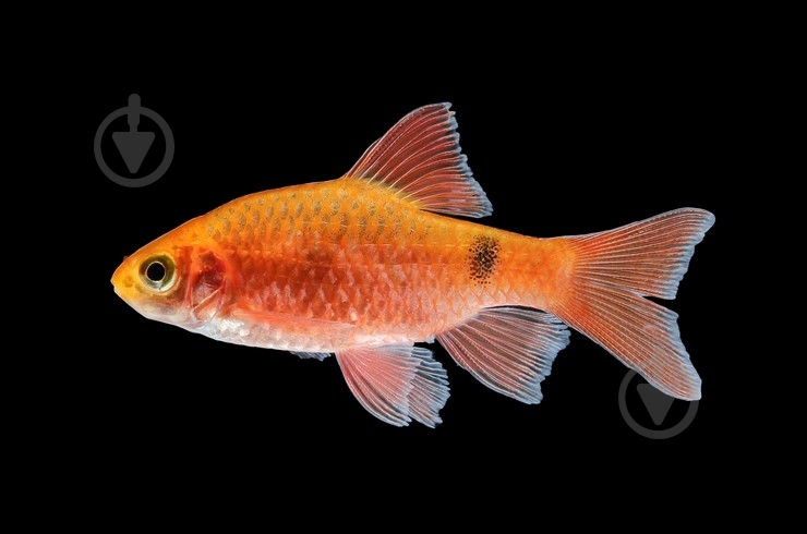 Рыбка Барбус Огненный M - фото 5
